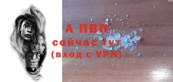 стаф Богданович