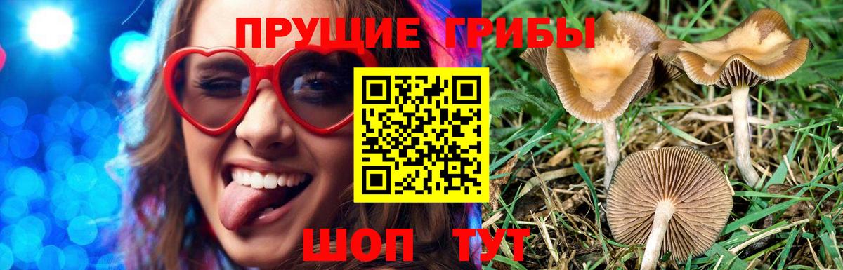 Гатчина  Псилоцибиновые грибы мухоморы  Вход с VPN  купить наркоту  Псилоцибиновые грибы GOLDEN TEACHER 